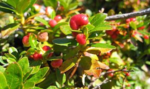 Alpenrosen-Apfel, eine Bildung des Alpenrosen-Exobasidiums (Exobasidium rhododendri)