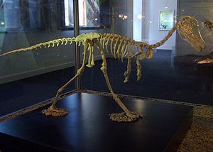 Alvarezsaurus, Skelettrekonstruktion