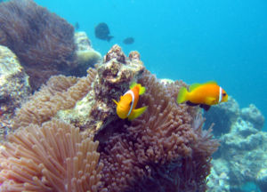Malediven-Anemonenfisch (Amphiprion nigripes)