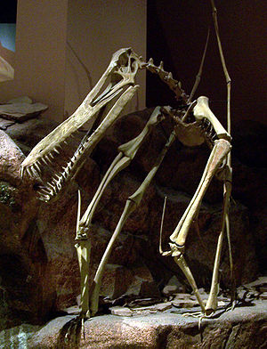 Rekonstruiertes Skelett von Anhanguera in quadrupeder Position, im North American Museum of Ancient Life