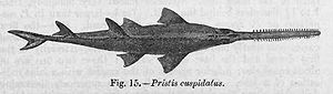 Anoxypristis cuspidata aus Fauna of British India, Fishes. Volume 1