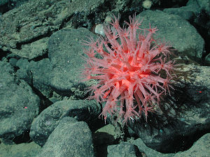Anthomastus ritteri auf dem Davidson Seamount in einer Tiefe von 1470 Metern