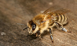 Kärntner Biene (Apis mellifera carnica)