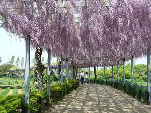 Aquatic-plant-garden-wisteria-trellis,sawara,katori-city,japan.JPG