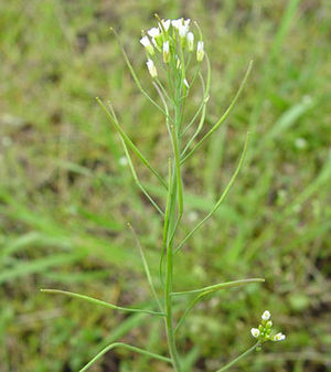 Acker-Schmalwand Arabidopsis thaliana