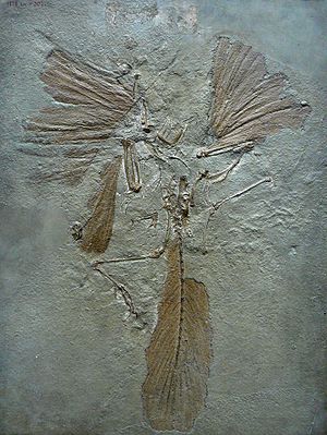 Archaeopteryx, Londoner Exemplar mit gut erhaltenen Federn