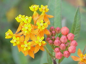 Indianer-Seidenpflanze (Asclepias curassavica)