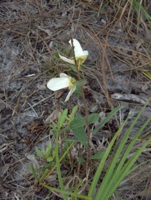 Asimina longifolia.gif