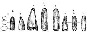 Zeichnung der Aublysodonzähne von Leidy und O. C. Marsh.