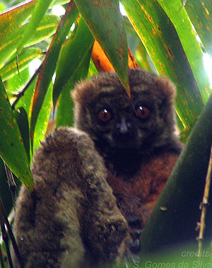 Avahi laniger Madagascar 30-09-2004.jpg