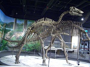 Bactrosaurus johnsoni im Hong Kong Science Museum