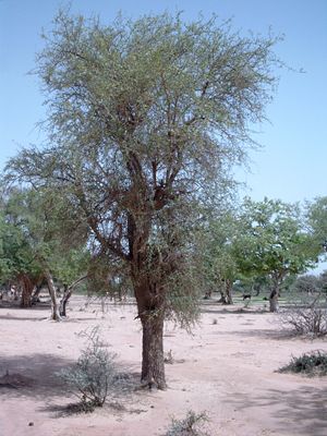 Wüstendattel nahe Fadar-Fadar, Provinz Oudalan, Burkina Faso