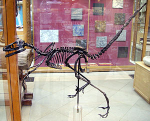 Skelettrekonstruktion von Bambiraptor feinbergorum im Oxford University Museum of Natural History