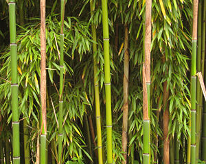 Bambus im Schlosspark von Richelieu in Frankreich.