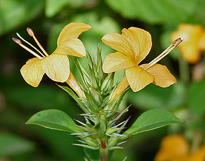 Barleria prionitis, Blütenstand mit für Acanthaceae typischen zygomorphen Blüten mit verwachsenen Blütenkronblättern.