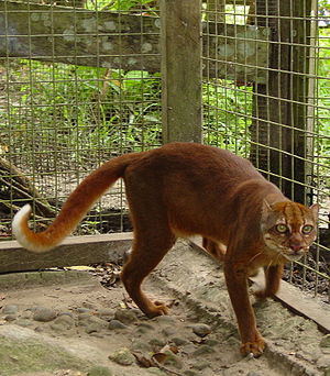 Borneo-Goldkatze, gefangen und aufgenommen in Sarawak