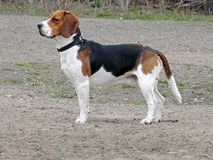 Beagle (Hund)
