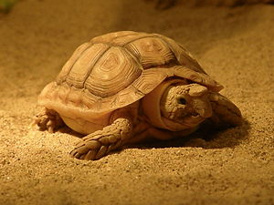 Areolen-Flachschildkröte
