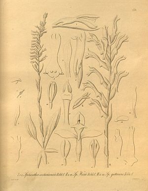 Beloglottis costaricensis(as syn. Spiranthes costaricensis)Tafel I. 1-3 im Band IIHeinrich Gustav ReichenbachXenia Orchidacea(1858–1900)