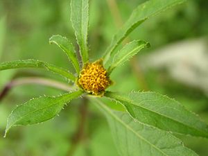 Blütenstand eines Schwarzfrüchtigen Zweizahns (Bidens frondosa)