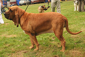 Bloodhound (Hunderasse)