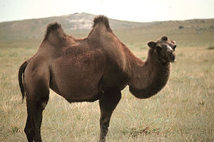 Trampeltier (Camelus bactrianus)