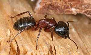 Eine Braunschwarze Rossameise (Camponotus ligniperda)