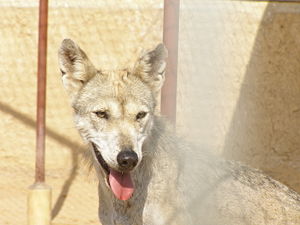 Arabischer Wolf (Canis lupus arabs)