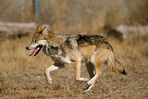 Mexikanischer Wolf (Canis lupus baileyi)