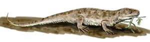 Lebensbild von Captorhinus aguti aus dem Cisuralium von Nordamerika. Captorhinus erreichte eine Länge von ca. 40 cm.