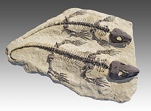 Skelett von zwei Captorhinus aguti aus dem Cisuralium von Nordamerika. Captorhinus erreichte eine Länge von ca. 40 cm.