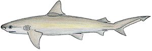 Schwarznasenhai (Carcharhinus acronotus)