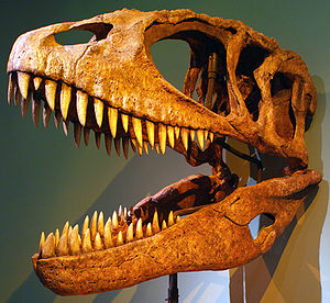 Fossiler Schädel von Carcharodontosaurus