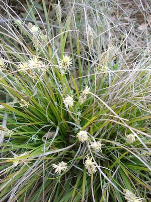 Grundblütige Segge (Carex halleriana)