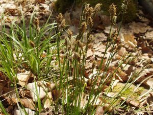 Schatten-Segge (Carex umbrosa)