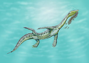 Lebensbild von Ceresiosaurus calcagnii, ein 2 bis 4 Meter langer Nothosaurier aus der Mitteltrias von Europa
