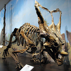 Skelett von Chasmosaurus