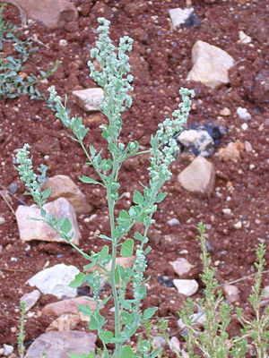 Chenopodium ficifolium Enfoque 2010-8-16 LaPoblachuela CampodeCalatrava.jpg