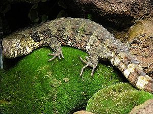 Chinesische Krokodilschwanzechse (Shinisaurus crocodilurus)