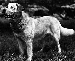 Chinook (Hund)