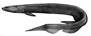 Kragenhai (Chlamydoselache anguineus). Zeichnung aus dem Bericht der Challenger-Expedition, Günther 1887