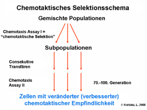 Chemotaktisches Selektionsschema