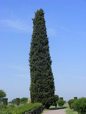 Trauerzypresse (Cypressus sempervirens var. stricta)