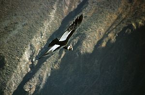 Männlicher Andenkondor (Vultur gryphus)