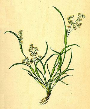 Scheidengras (Coleanthus subtilis), Illustration[1]