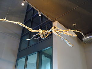 Coloborhynchus-Skelett in Naturalis, Leiden.