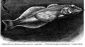 Comephorus baikalensis, aus Brehms Tierleben,Band 8. dritte Auflage (1892)