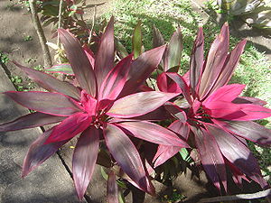 Cordyline fruticosa-Kulturform, eine der vielen Sorten, die sich auch als Zimmerpflanze eignen.