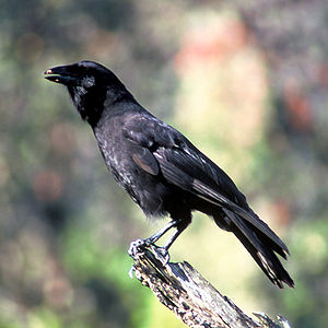 Corvus hawaiiensis