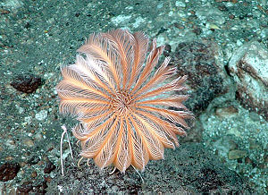 Eine rezente, gestielte Seelilie in der Caldera eines submarinen Vulkans.